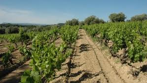 Appellation bandol